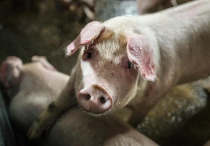 В России подешевела свинина - Падению стоимости мяса способствовал беспошлинный ввоз